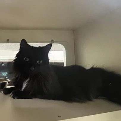 An adult medium-sized male Black & White / Tuxedo Domestic Long Hair cat named Mr. Oreo Pie for adoption in Prince Frederick, MD