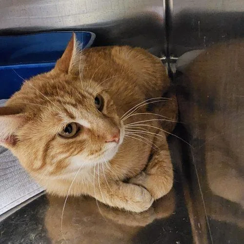 A young medium-sized male Tabby (Orange / Red) Domestic Short Hair cat named Massimo for adoption in Burlington, IA