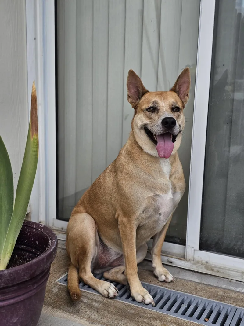 Miss Josey Joe  thumbnail 3