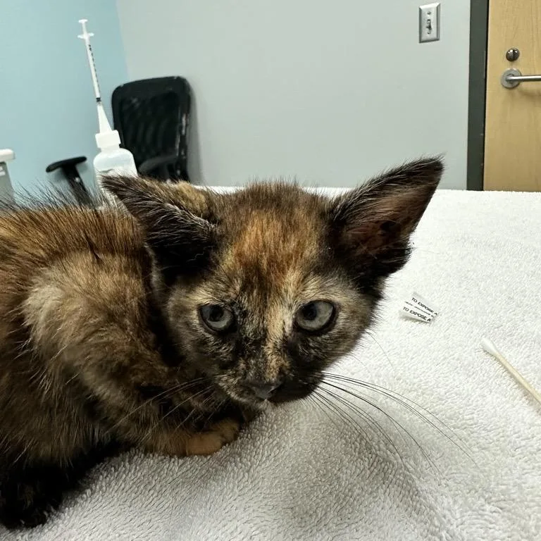 A baby small-sized female Tortoiseshell Domestic Short Hair cat named Marina for adoption in Jacksonville, FL