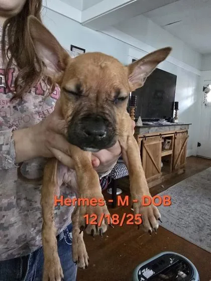 Hermes