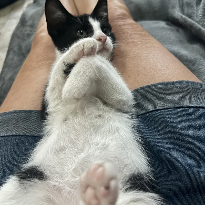 A baby large-sized male Black & White / Tuxedo Domestic Short Hair cat named Sebastian for adoption in Macomb, MI