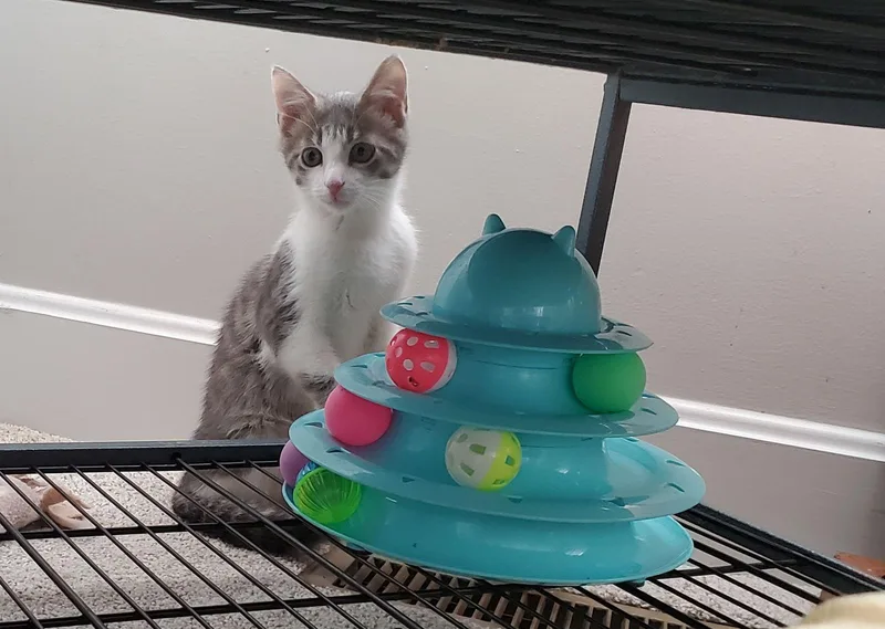 Comanche thumbnail 2