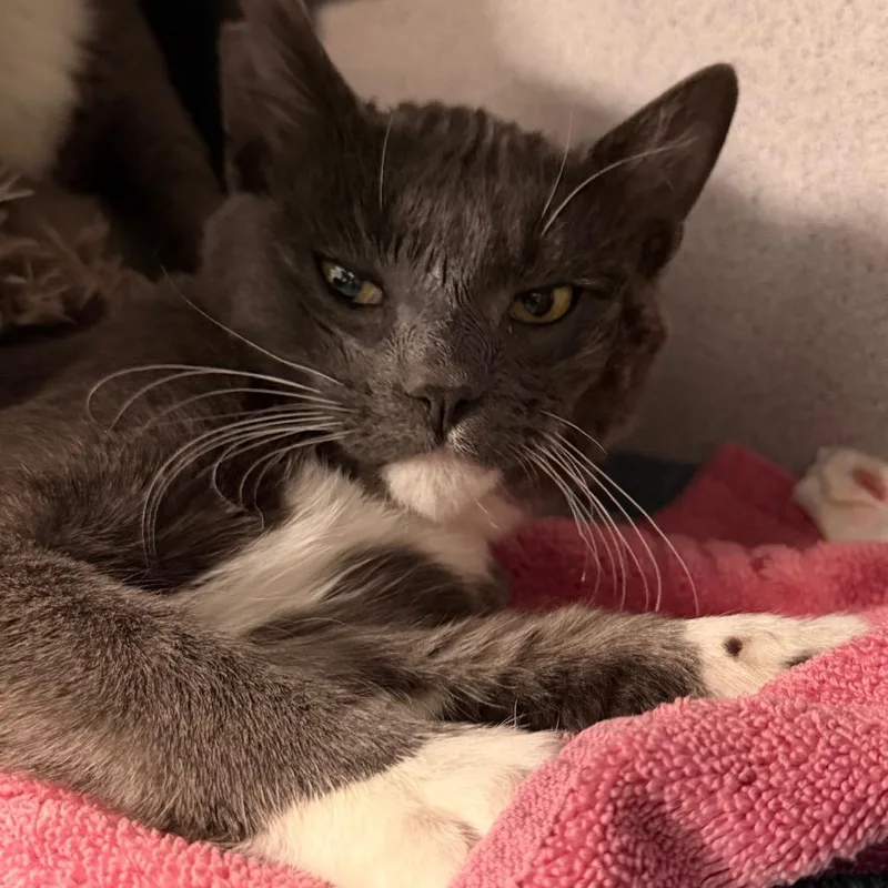 A young medium-sized male Domestic Short Hair cat named Guantanamo for adoption in Sheridan, WY