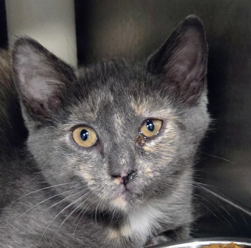 A baby medium-sized female Dilute Tortoiseshell Domestic Short Hair cat named Buttercup for adoption in Amityville, NY