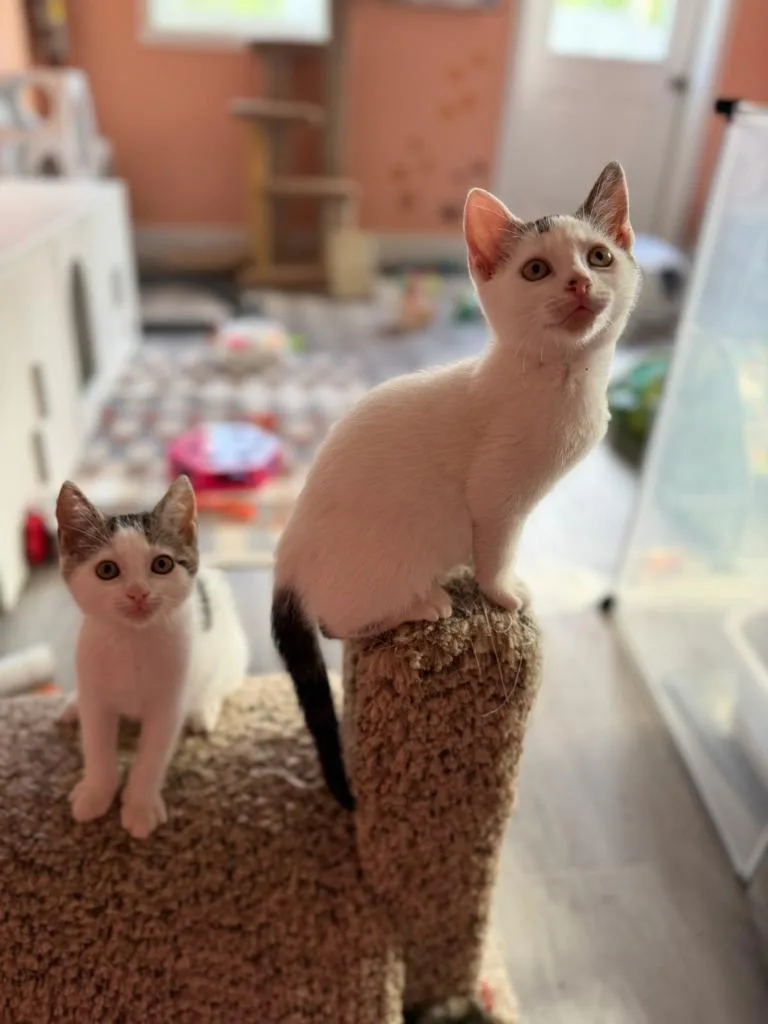 A baby medium-sized female Domestic Short Hair cat named Darby for adoption in Parkville, MD