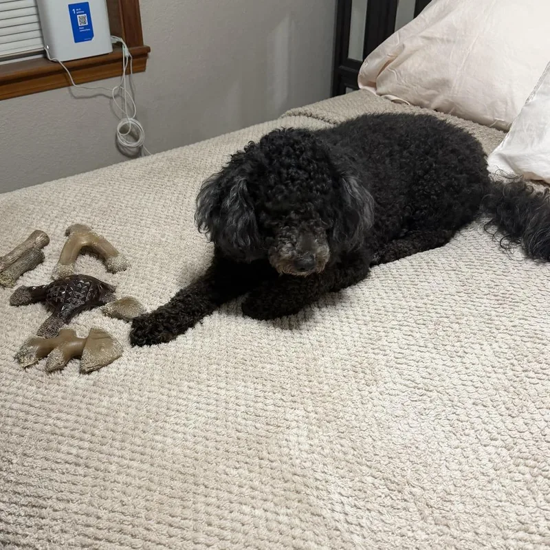 An adult medium-sized female Black Miniature Poodle dog named Livvy for adoption in New Orleans, LA