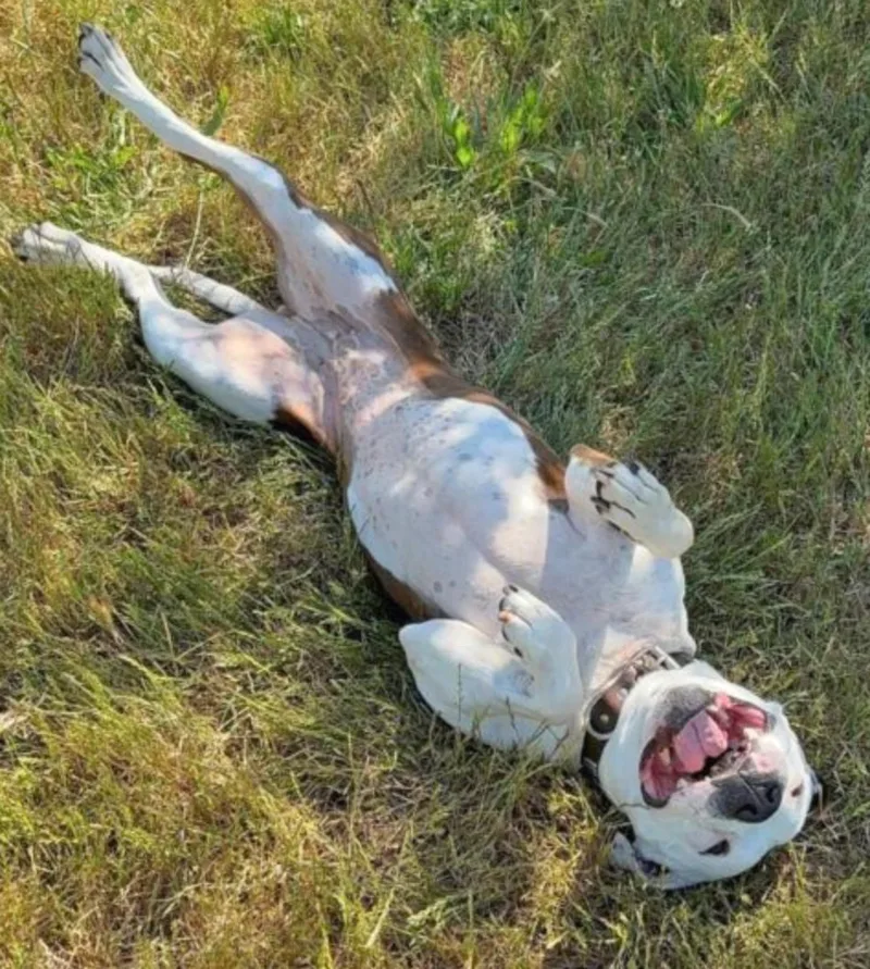 A young medium-sized female Brown / Chocolate Pit Bull Terrier dog named Monet for adoption in Oakland, CA