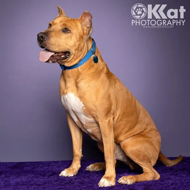 An adult large-sized male Pit Bull Terrier dog named Hobart for adoption in Oklahoma City, OK