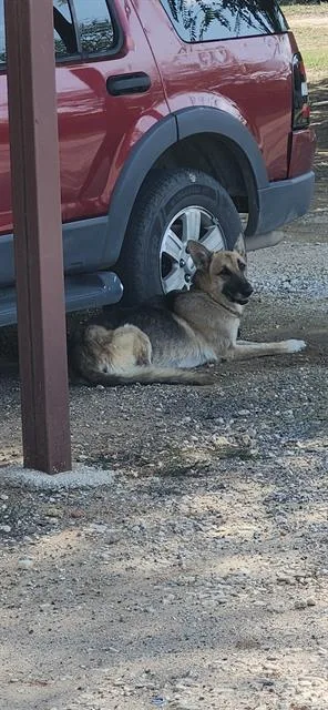 An adult large-sized male German Shepherd Dog dog named Po for adoption in San Antonio, TX
