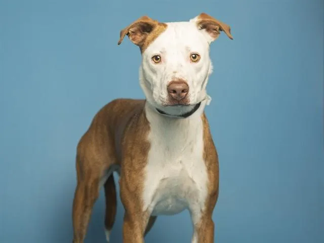 An adult medium-sized male Pit Bull Terrier dog named Stewart for adoption in Phoenix, AZ