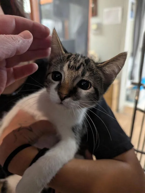 A baby small-sized female Domestic Short Hair cat named Speckles for adoption in Cleveland, TN