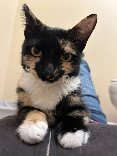 A young medium-sized female Domestic Short Hair cat named Cerise for adoption in Bonsall, CA