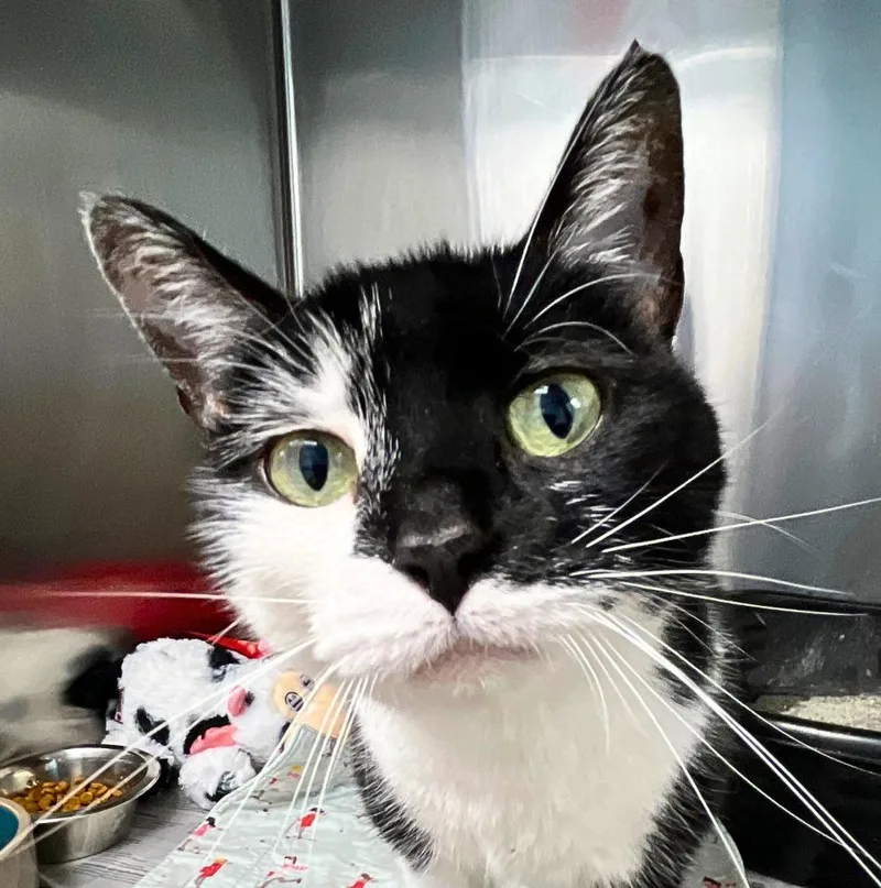 An adult large-sized female Domestic Short Hair cat named Whiskers for adoption in Utica, MI