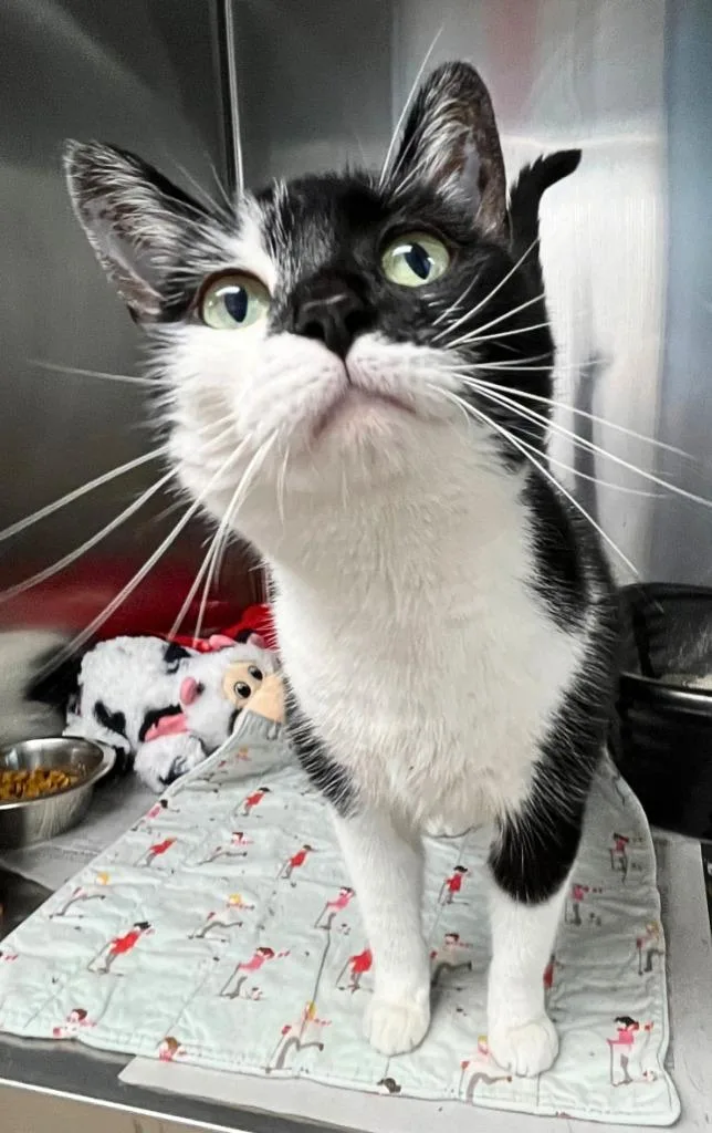 Whiskers thumbnail 2