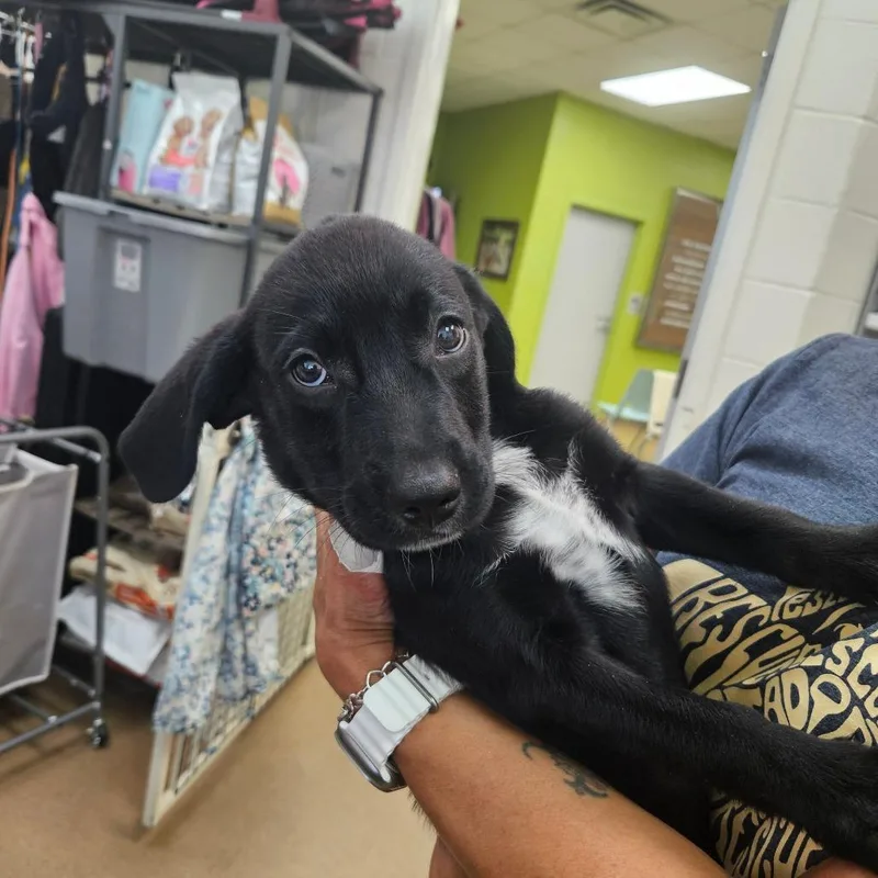 A baby small-sized male Labrador Retriever dog named Junior for adoption in Corpus Christi, TX