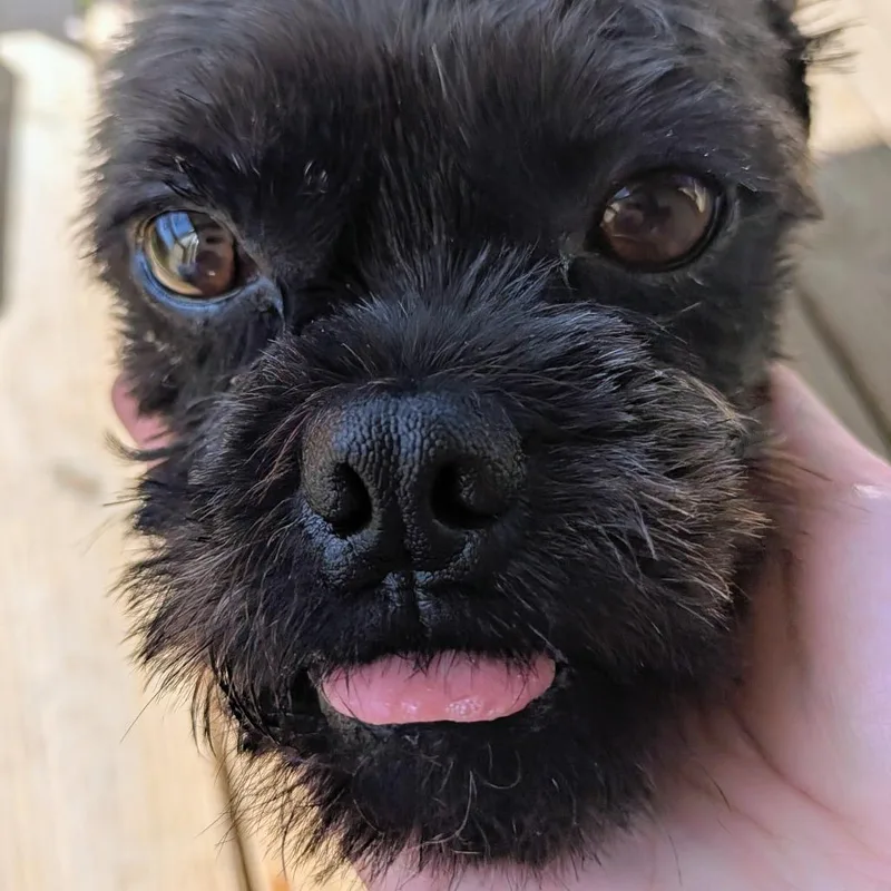 Yoda Joe thumbnail 4