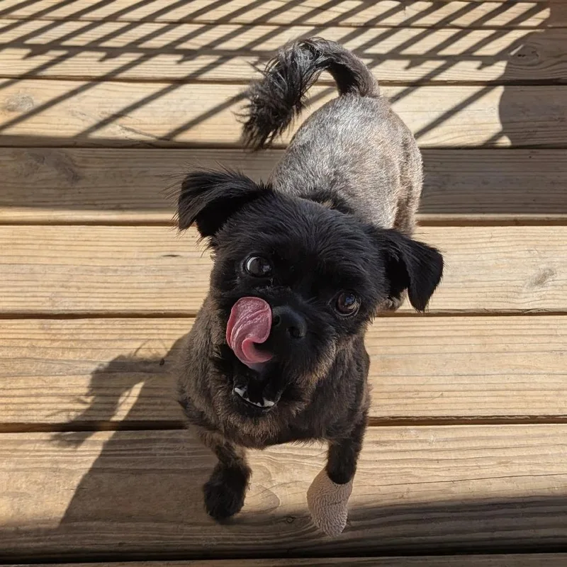 Yoda Joe thumbnail 5