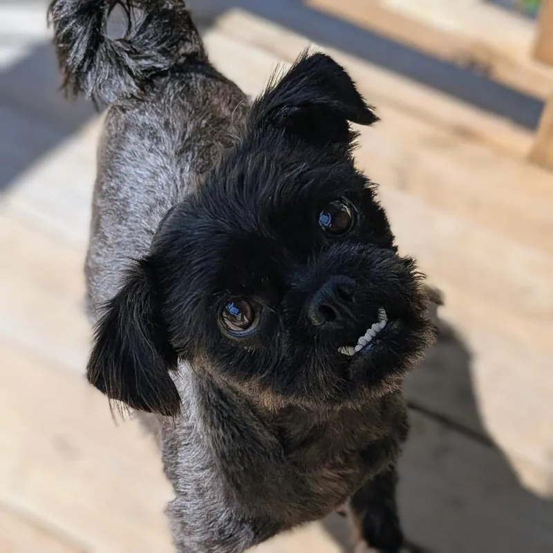 Yoda Joe thumbnail 6