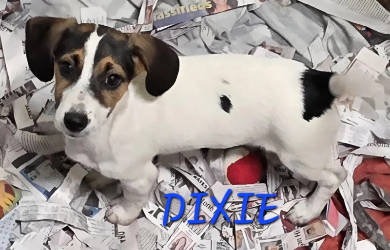 A baby small-sized female Tricolor (Brown, Black, & White) Jack Russell Terrier dog named Dixie for adoption in Momence, IL