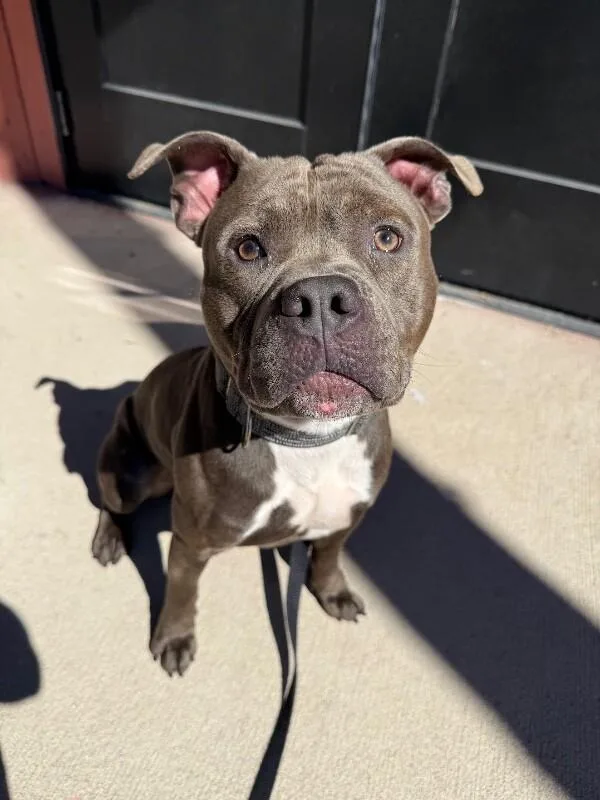 An adult large-sized male Gray / Blue / Silver Mixed Breed dog named Johnson for adoption in Cincinnati, OH