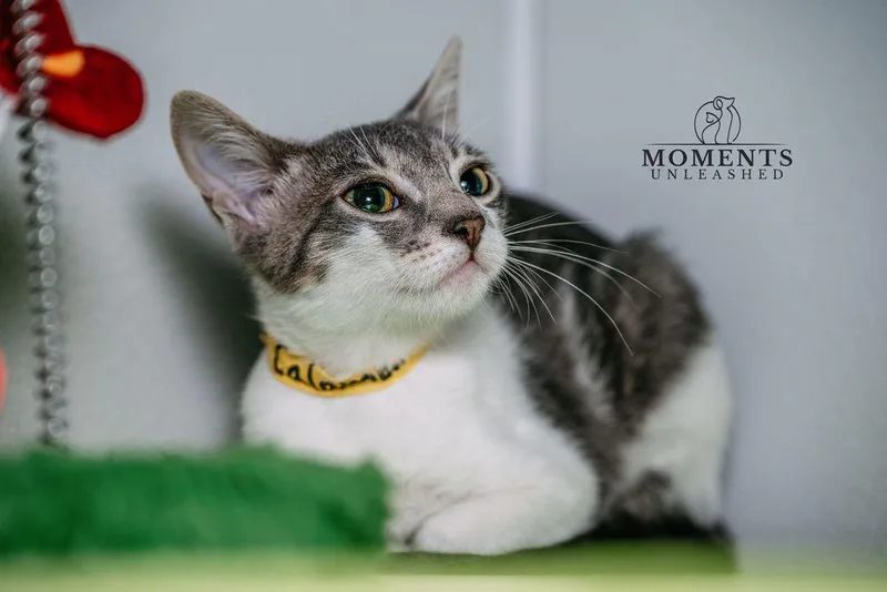 A baby small-sized female Tabby (Gray / Blue / Silver) Domestic Short Hair cat named Calamari for adoption in Myakka City, FL