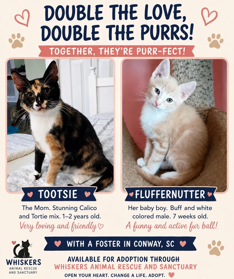 A young medium-sized female Calico Domestic Short Hair cat named Tootsie for adoption in Myrtle Beach, SC