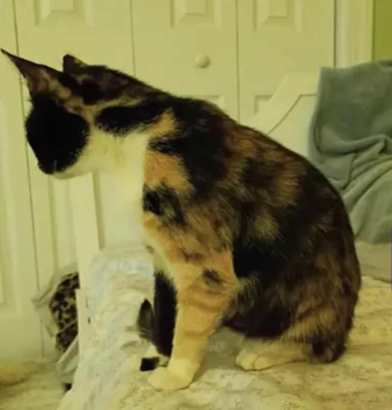 Tootsie thumbnail 3