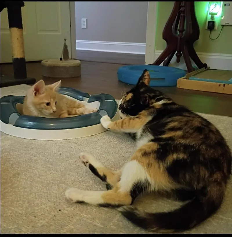 Tootsie thumbnail 4