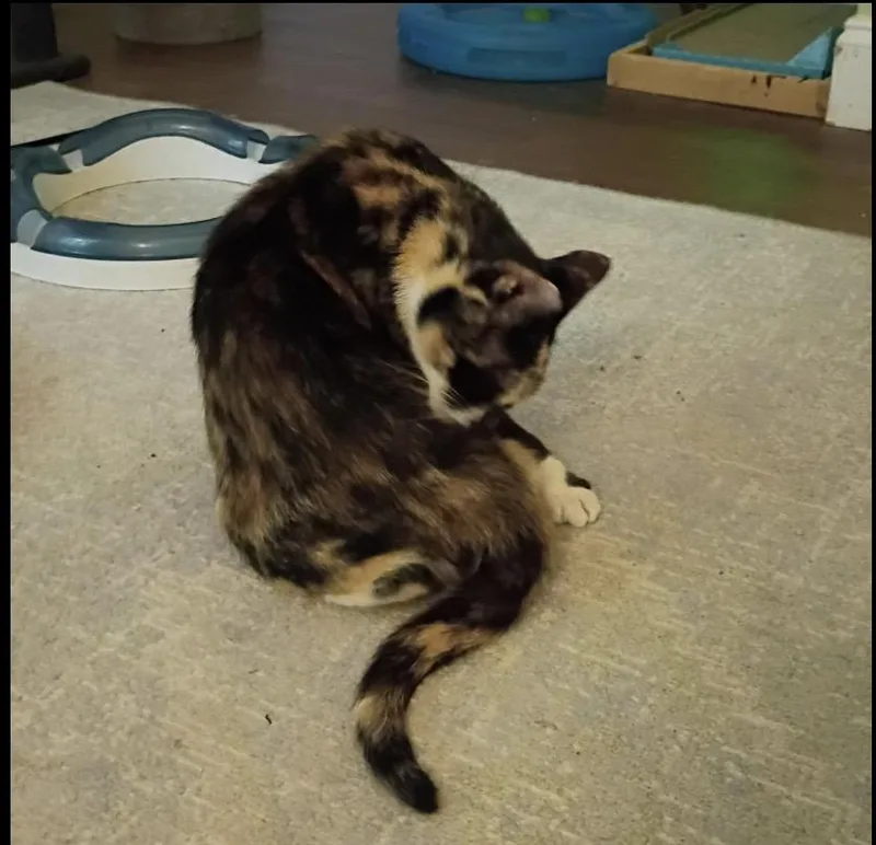 Tootsie thumbnail 5