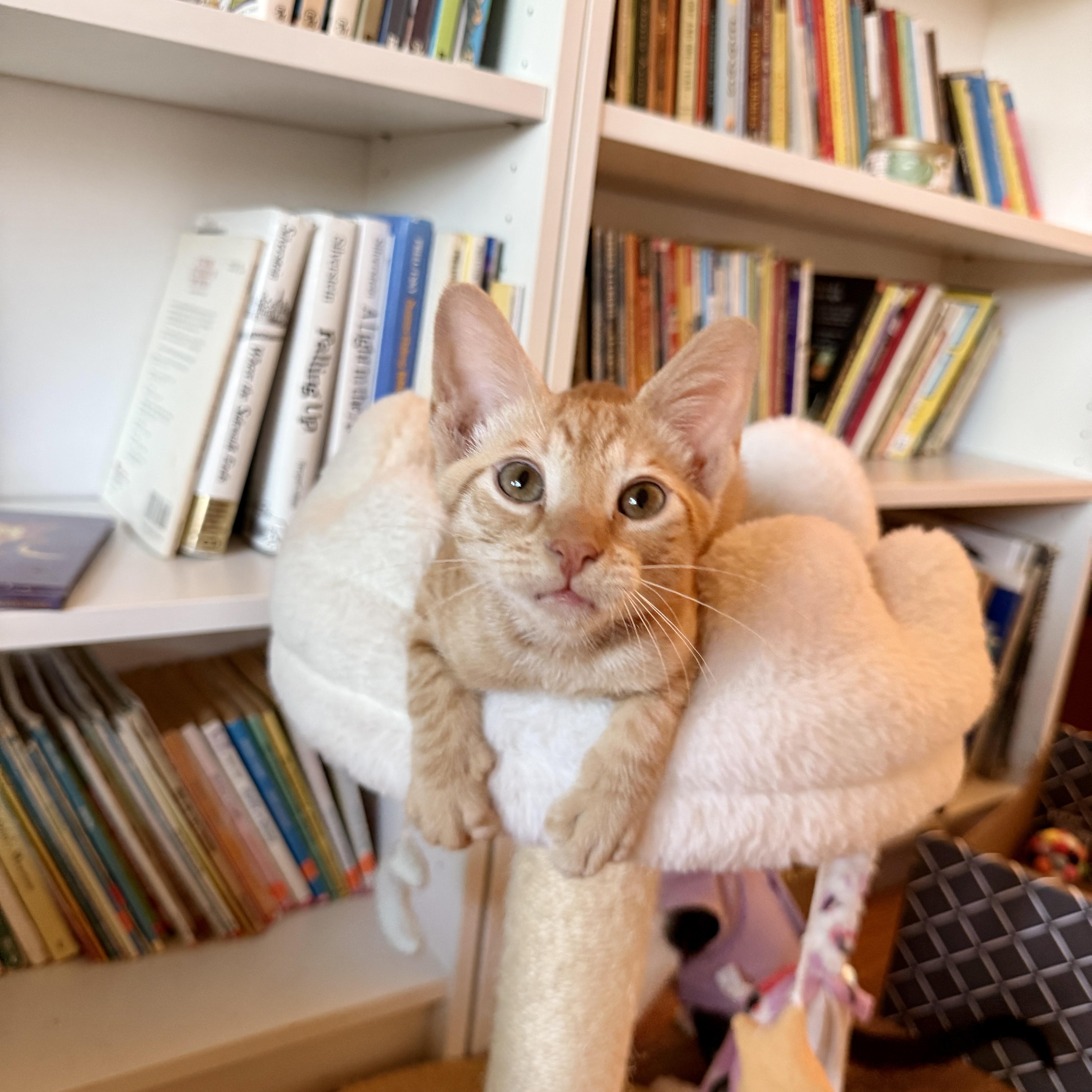 A baby medium-sized male Orange / Red Domestic Short Hair cat named Rocky for adoption in Boca Raton, FL
