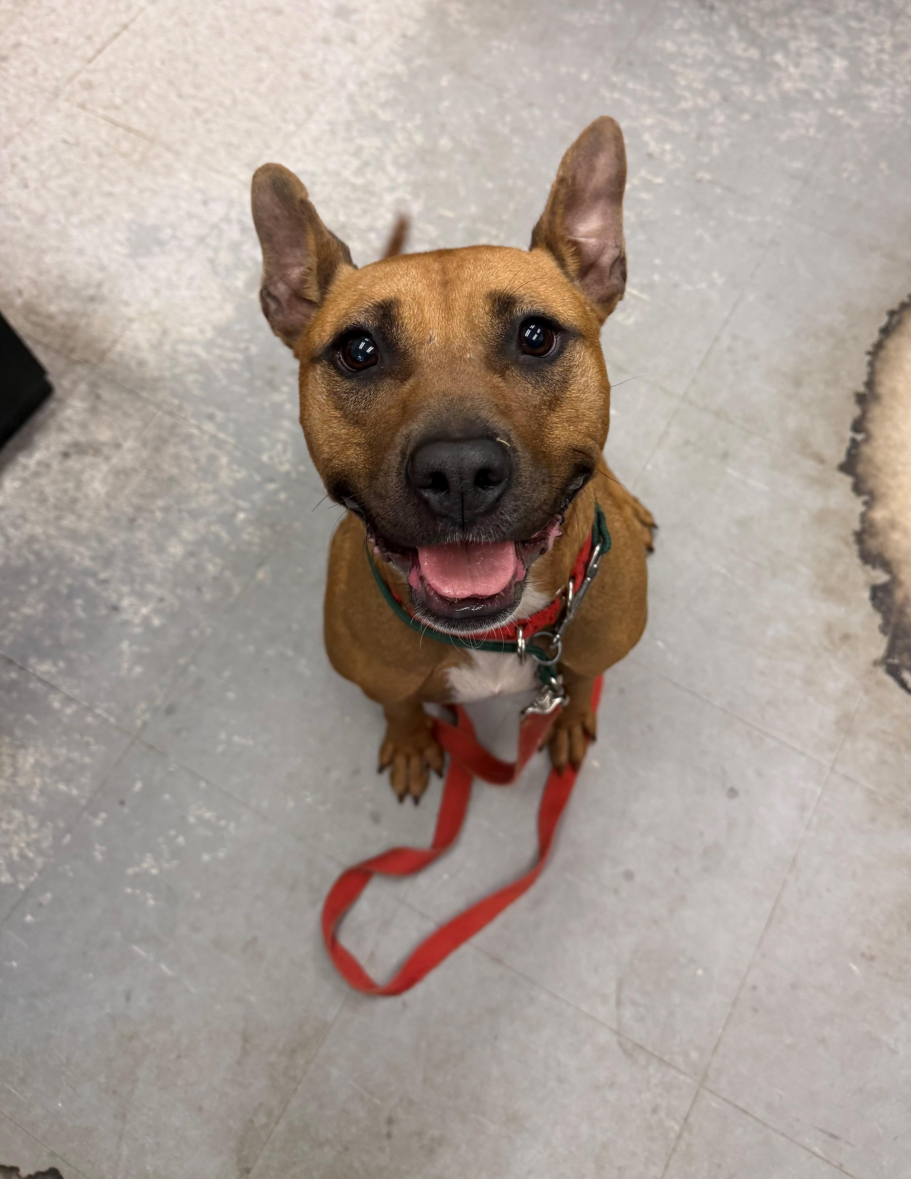 An adult medium-sized female Bicolor Pit Bull Terrier dog named Alana for adoption in East Northport, NY