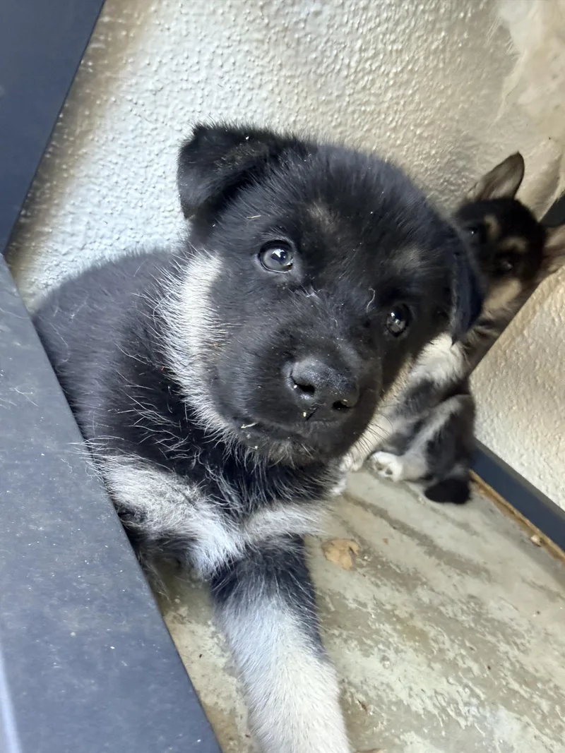A baby medium-sized male Black Husky dog named Coming Soon... Black Velvet for adoption in Studio City, CA
