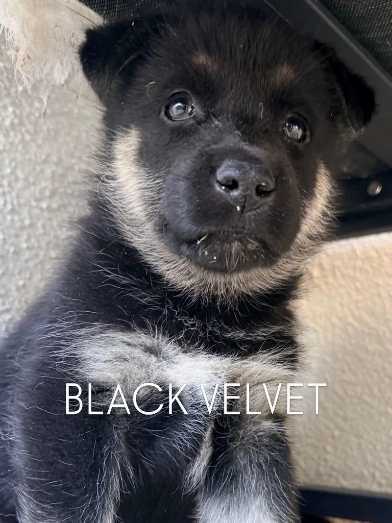 Coming Soon... Black Velvet thumbnail 3