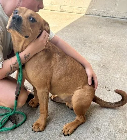 A young medium-sized male American Staffordshire Terrier dog named Old Red for adoption in Danbury, CT