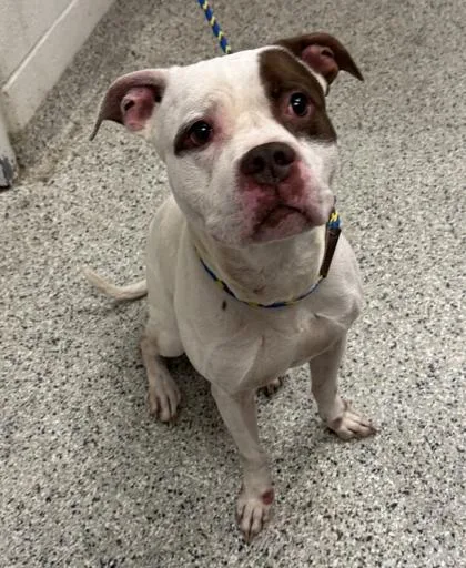 An adult large-sized male White / Cream Pit Bull Terrier dog named Panda for adoption in Kansas City, MO