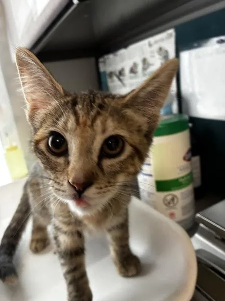 A baby small-sized female Domestic Short Hair cat named Astrea for adoption in Salt Lake City, UT