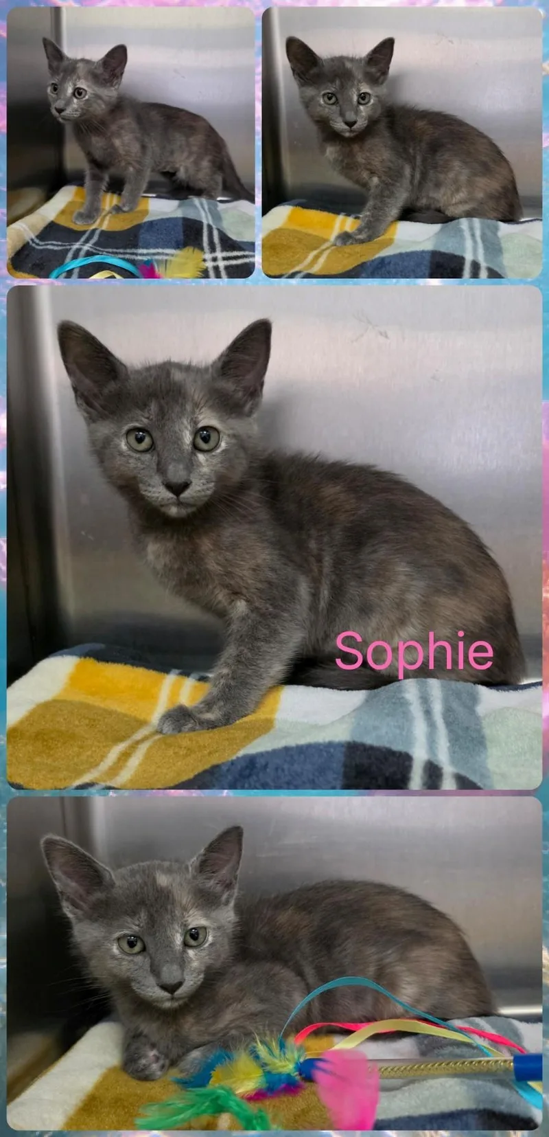A young medium-sized female Dilute Tortoiseshell Domestic Short Hair cat named Sophie for adoption in Universal City, TX