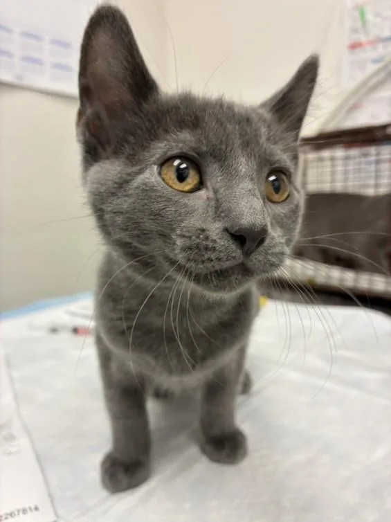 A baby small-sized female Domestic Short Hair cat named Phoebe for adoption in Chatsworth, CA
