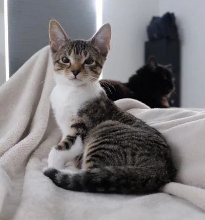 A young small-sized female Domestic Short Hair cat named B Beulah for adoption in North Charleston, SC
