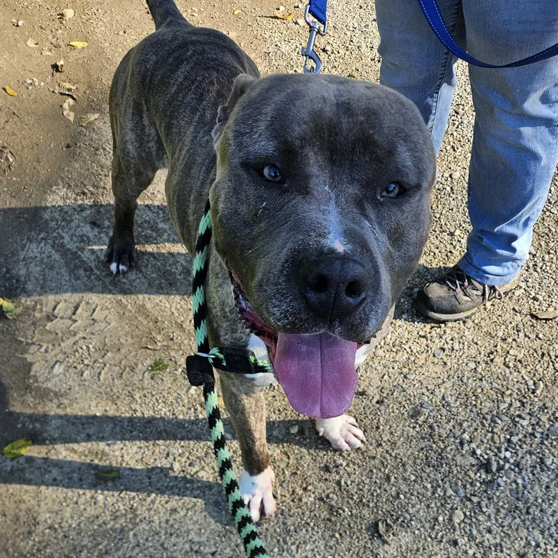A young large-sized male Brindle Pit Bull Terrier dog named Stitch for adoption in Phoenixville, PA