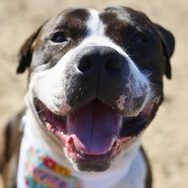 An adult large-sized male American Bulldog dog named Buck for adoption in San Antonio, TX