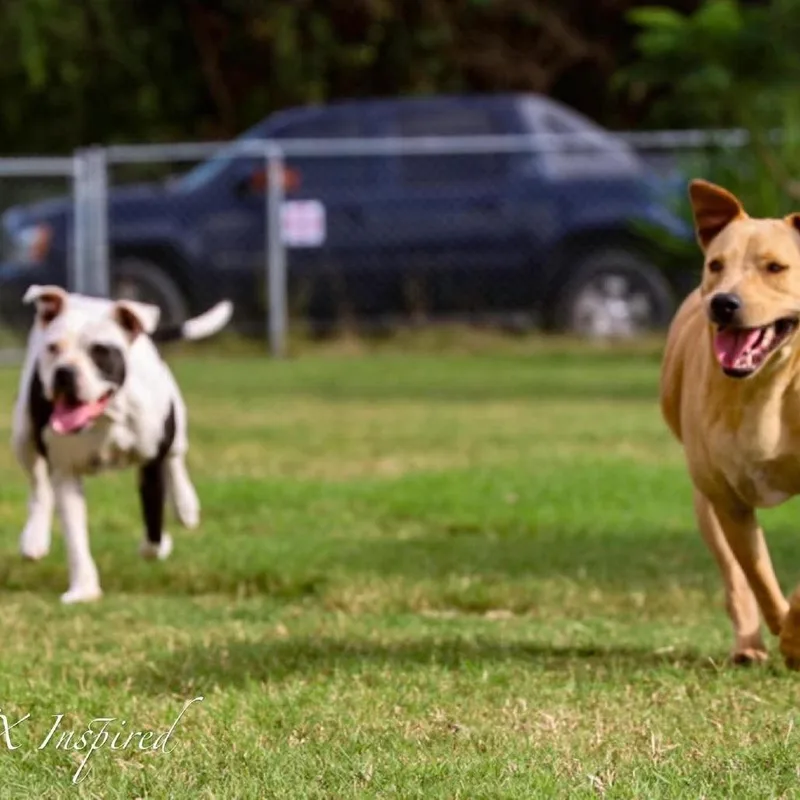 An adult medium-sized female Mixed Breed dog named Pebbles for adoption in Frederiksted, VI