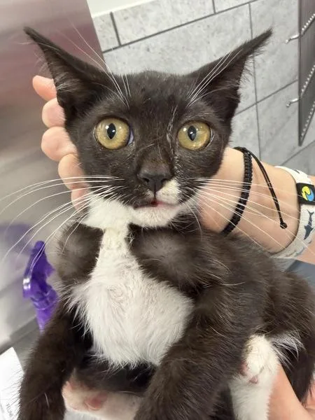 A baby small-sized female Domestic Short Hair cat named Dottie for adoption in Canton, GA