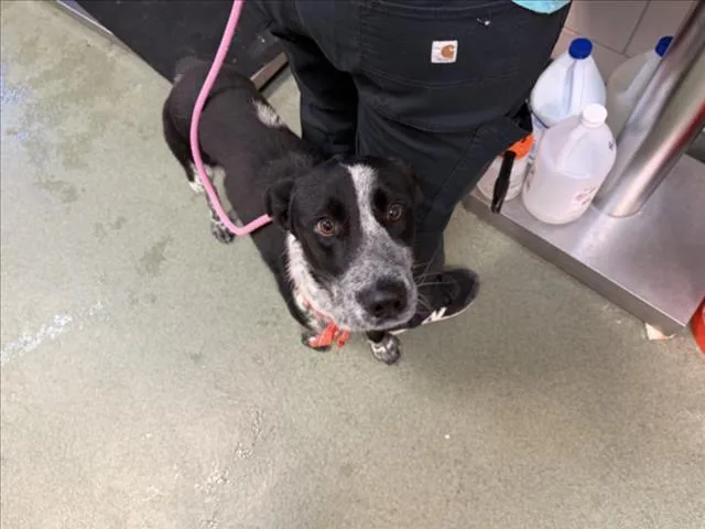 A young small-sized male Mixed Breed dog named Aren for adoption in Santa Fe, NM