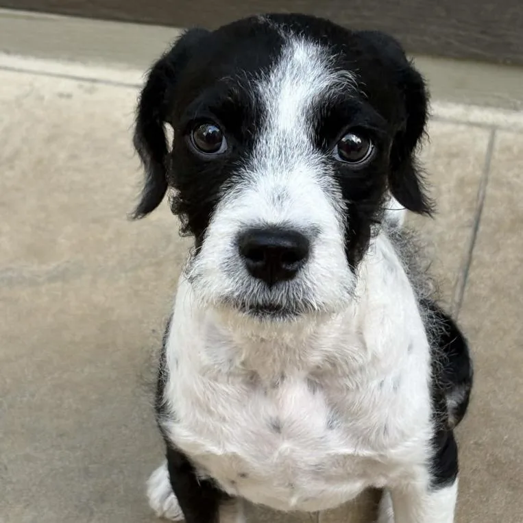A baby medium-sized male Black English Bulldog dog named Milo for adoption in Mead, CO