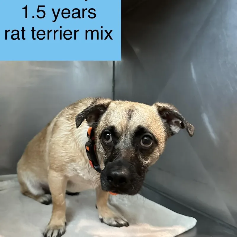 A young medium-sized male Brown / Chocolate Rat Terrier dog named Grimsby for adoption in Tampa, FL
