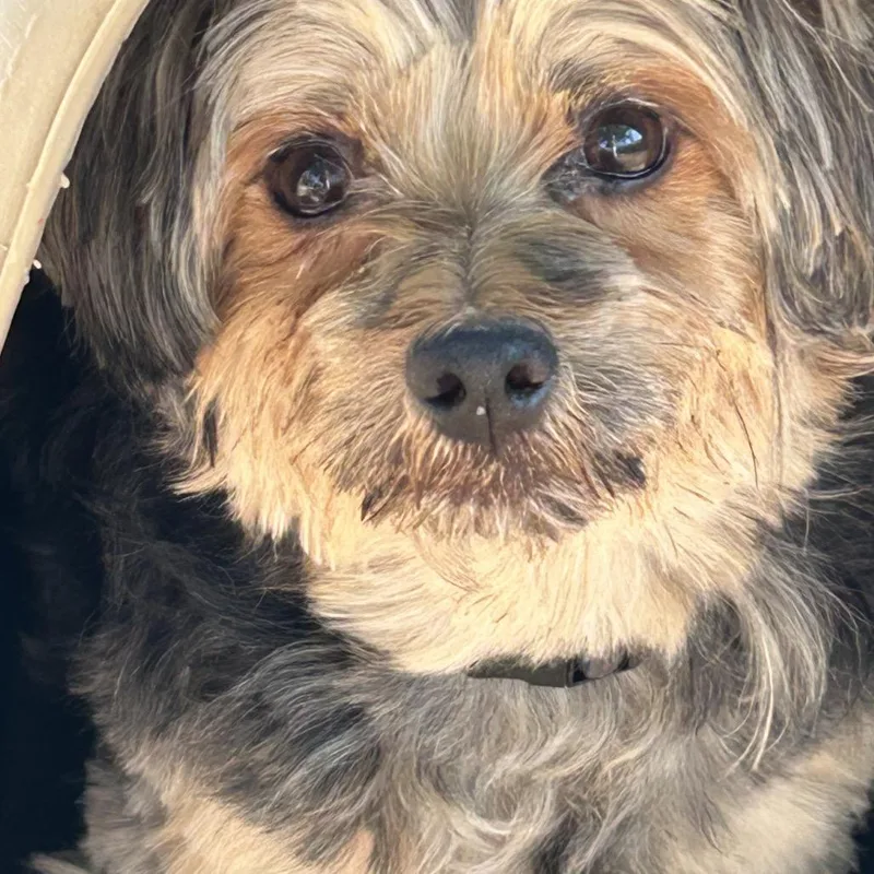 An adult small-sized male Sable Yorkshire Terrier dog named Pedro for adoption in Rockville, MD