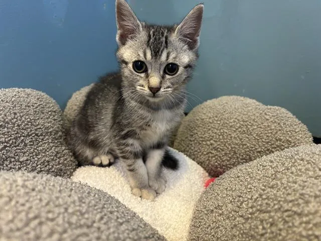 A baby small-sized female Domestic Short Hair cat named Boogie for adoption in Santa Clara, CA
