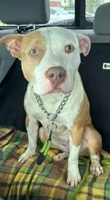 An adult medium-sized female White / Cream Pit Bull Terrier dog named Ciara for adoption in Moline, IL